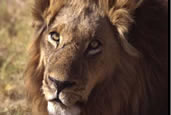 Photos of the World, Peter Reitze, Africa, lion, cheetah, predator