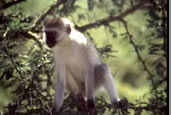 Photos of the World, Peter Reitze, Africa, monkeys, bluevervet , baboon