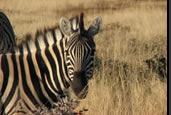 Photos of the World, Peter Reitze, Africa, zebra