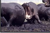 Photos of the World, Peter Reitze, Africa, hippo