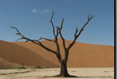 Photos of the World, Peter Reitze, Africa, desert, flora, plaine