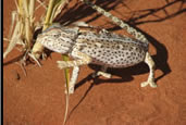 Photos of the World, Peter Reitze, Africa, chameleon, wardhog, rhino