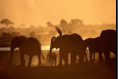 Photos of the World, Peter Reitze, Africa, elephant