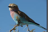 Photos of the World, Peter Reitze, Africa, birds