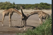 Photos of the World, Peter Reitze, Africa, giraffe