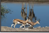 Photos of the World, Peter Reitze, Africa, antelope, gnu, oryx