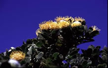 Photos of the World, Peter Reitze, protea, quivertree, south africa