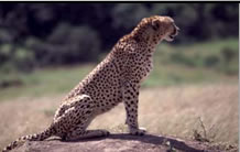 Photos of the World, Peter Reitze, Africa, cheetah