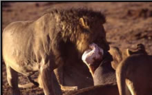 Photos of the World, Peter Reitze, lion