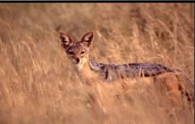 Photos of the World, Peter Reitze, jackal, hyena, leopard, wild dog
